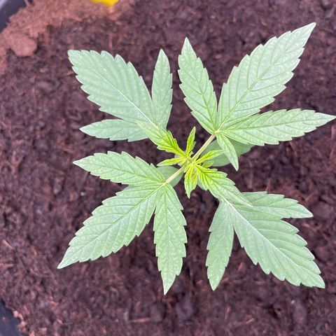 Milky Way #1 growlog timeline photo