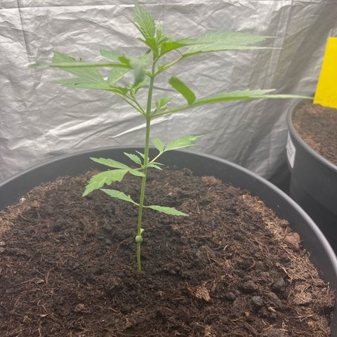 NYC Sour D #1 growlog timeline photo