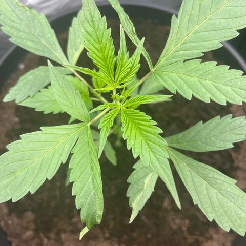 NYC Sour D #1 growlog timeline photo