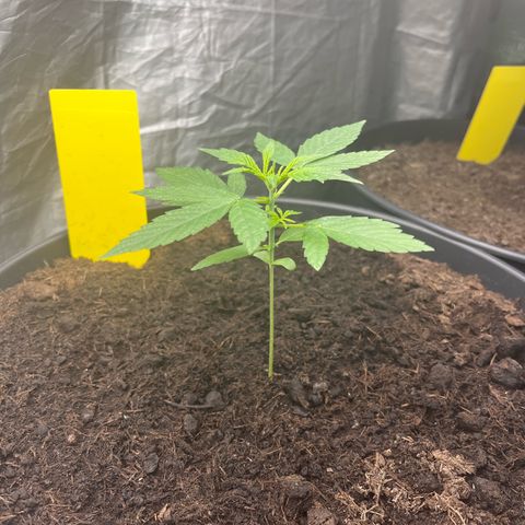 Milky Way #1 growlog timeline photo