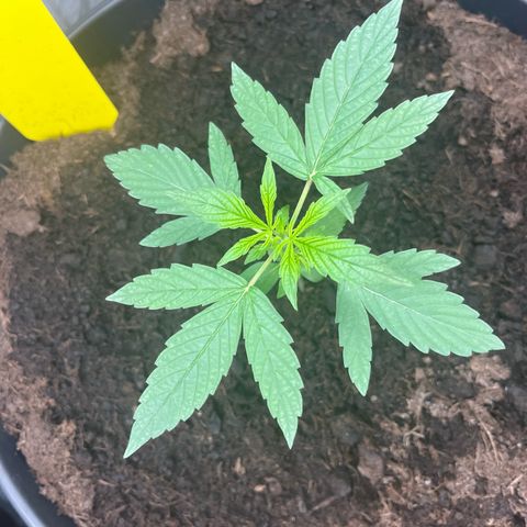 Milky Way #1 growlog timeline photo