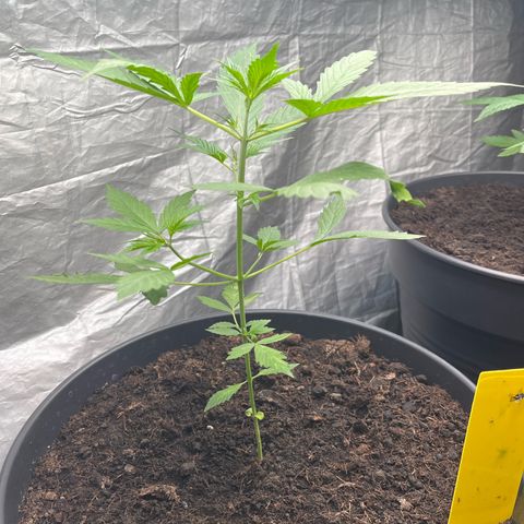 NYC Sour D #1 growlog timeline photo