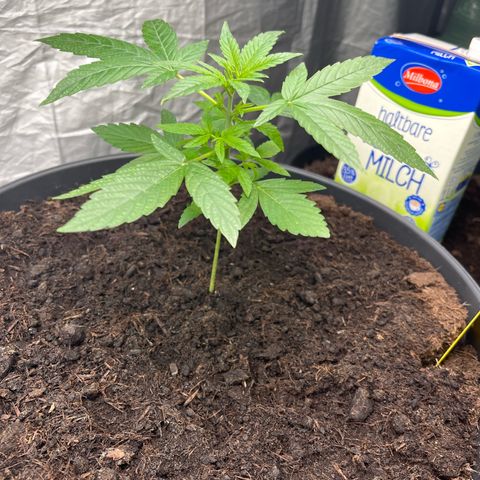 Milky Way #1 growlog timeline photo