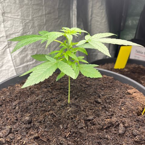 Milky Way #1 growlog timeline photo