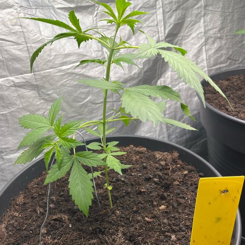 NYC Sour D #1 growlog timeline photo