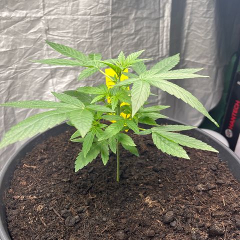Milky Way #1 growlog timeline photo
