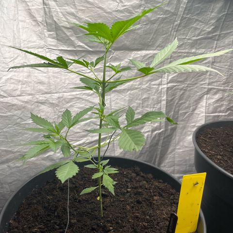 NYC Sour D #1 growlog timeline photo