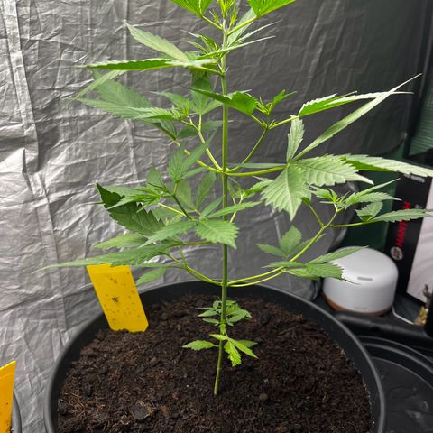 NYC Sour D #1 growlog timeline photo