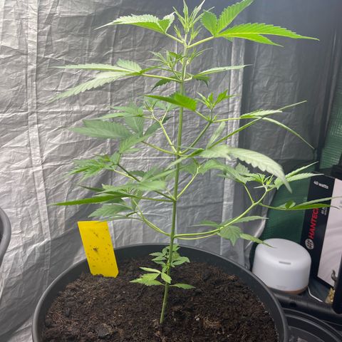 NYC Sour D #1 growlog timeline photo