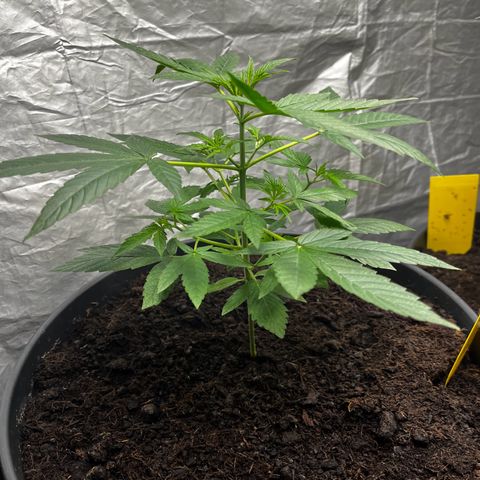 Milky Way #1 growlog timeline photo