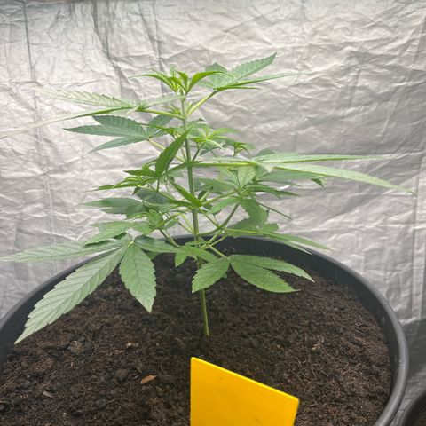 Milky Way #1 growlog timeline photo