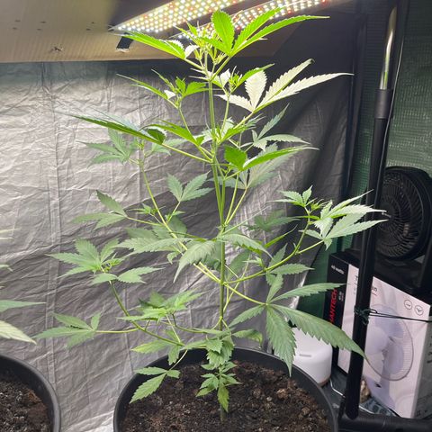 NYC Sour D #1 growlog timeline photo