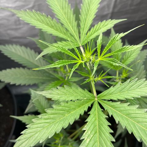 NYC Sour D #1 growlog timeline photo