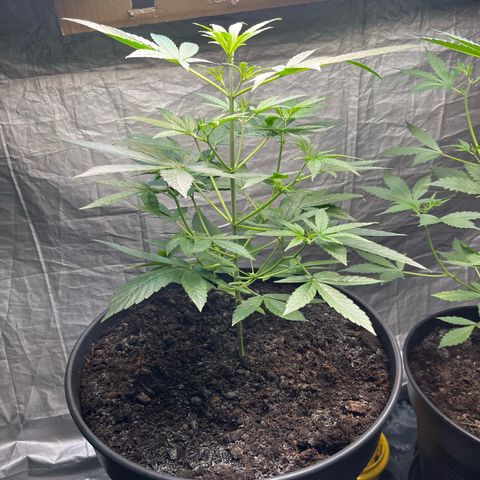 Milky Way #1 growlog timeline photo