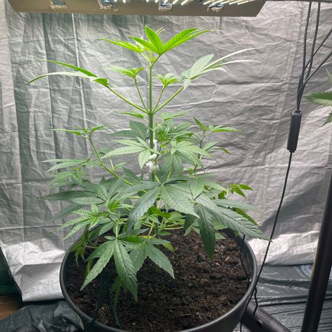 Milky Way #1 growlog timeline photo