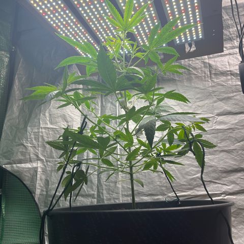 Milky Way #1 growlog timeline photo