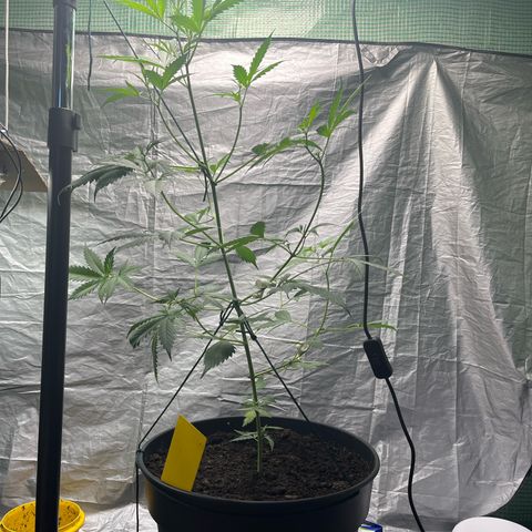 NYC Sour D #1 growlog photo: Starting to bend the whole plant down. Grew too much in size