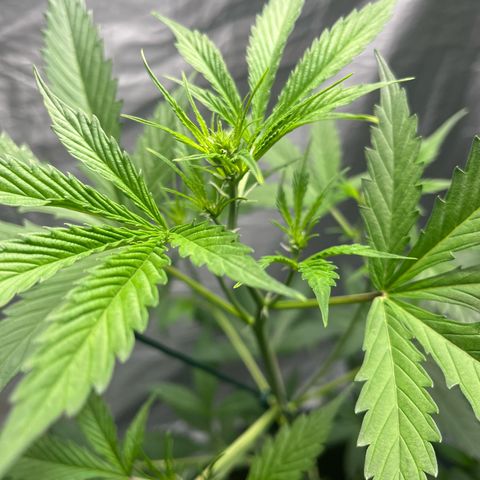 NYC Sour D #1 growlog photo: Starting to bend the whole plant down. Grew too much in size