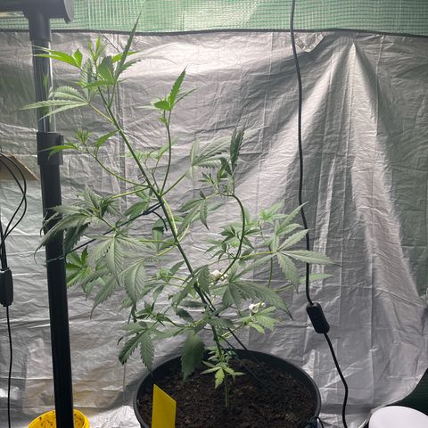 NYC Sour D #1 growlog photo: 62cm after training