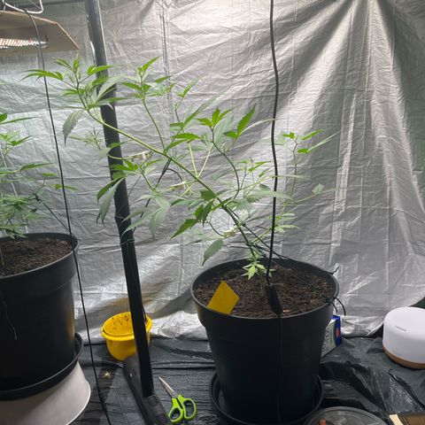 NYC Sour D #1 growlog timeline photo