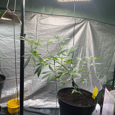 NYC Sour D #1 growlog photo: Bending complete!