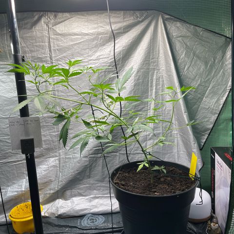 NYC Sour D #1 growlog photo: Bending complete!