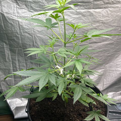 Milky Way #1 growlog timeline photo