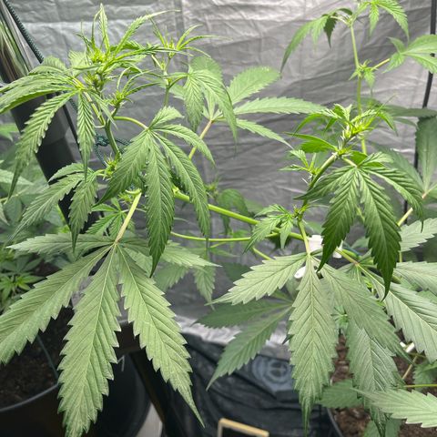 NYC Sour D #1 growlog timeline photo