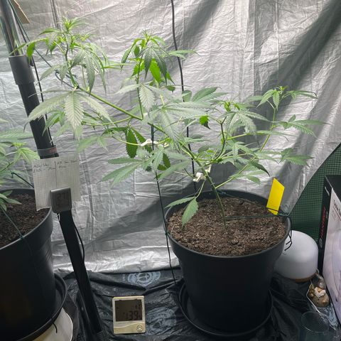 NYC Sour D #1 growlog timeline photo