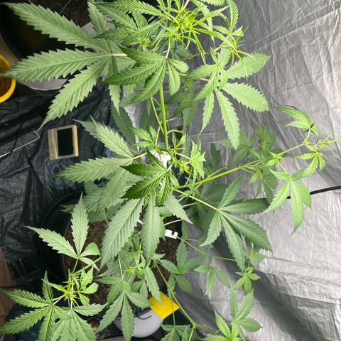 NYC Sour D #1 growlog timeline photo