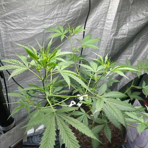 NYC Sour D #1 growlog timeline photo