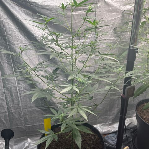 Milky Way #1 growlog timeline photo