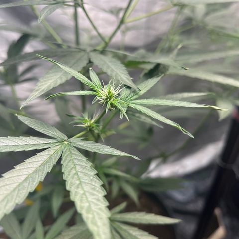 Milky Way #1 growlog timeline photo