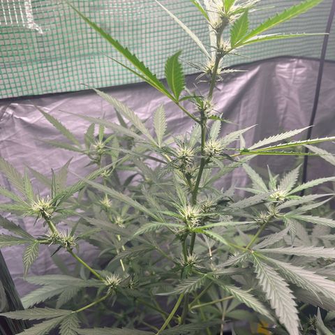 NYC Sour D #1 growlog timeline photo