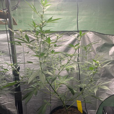 NYC Sour D #1 growlog timeline photo