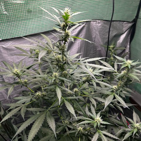NYC Sour D #1 growlog timeline photo