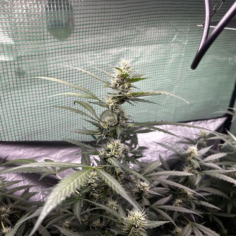 NYC Sour D #1 growlog timeline photo