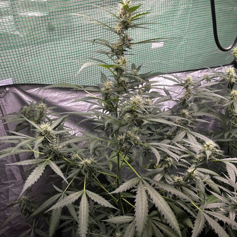 NYC Sour D #1 growlog timeline photo