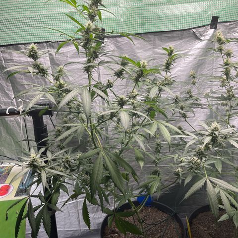 NYC Sour D #1 growlog timeline photo