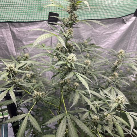 NYC Sour D #1 growlog timeline photo