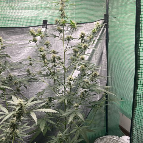 Milky Way #1 growlog timeline photo