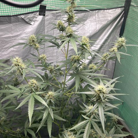Milky Way #1 growlog timeline photo