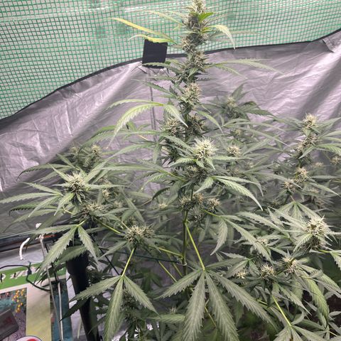 NYC Sour D #1 growlog timeline photo
