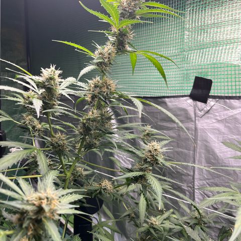 NYC Sour D #1 growlog photo: in final stages of flowering. About 70% of hairs are orange. Maybe 60%