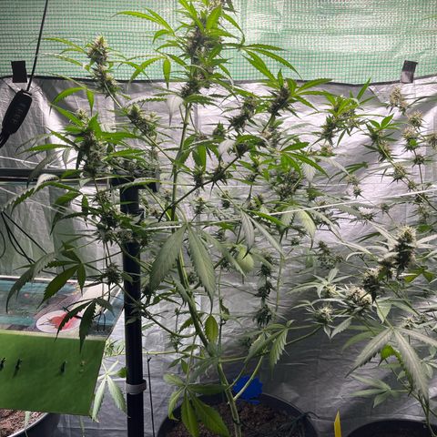 NYC Sour D #1 growlog photo: in final stages of flowering. About 70% of hairs are orange. Maybe 60%