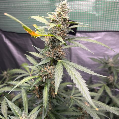 NYC Sour D #1 growlog photo: in final stages of flowering. About 70% of hairs are orange. Maybe 60%