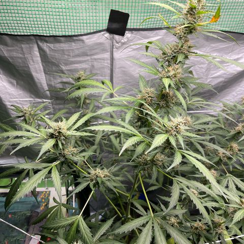 NYC Sour D #1 growlog photo: in final stages of flowering. About 70% of hairs are orange. Maybe 60%