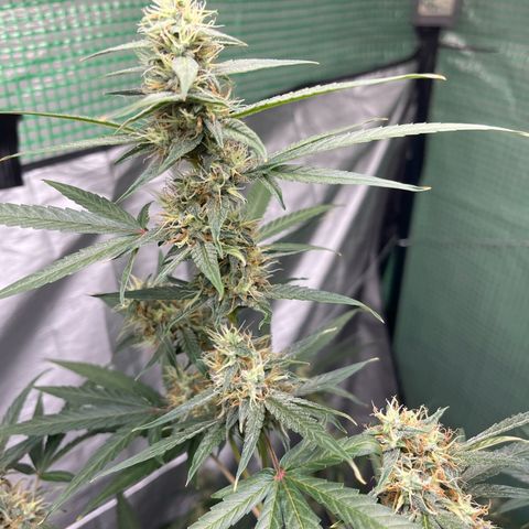 Milky Way #1 growlog timeline photo