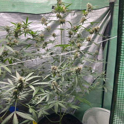Milky Way #1 growlog timeline photo