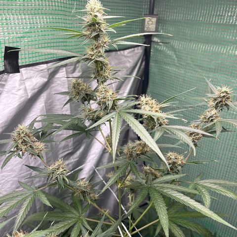 Milky Way #1 growlog timeline photo